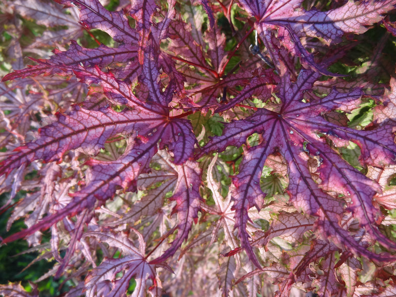 Acer palmatum 'Strawberry Spring' Reticulated Japanese Maple