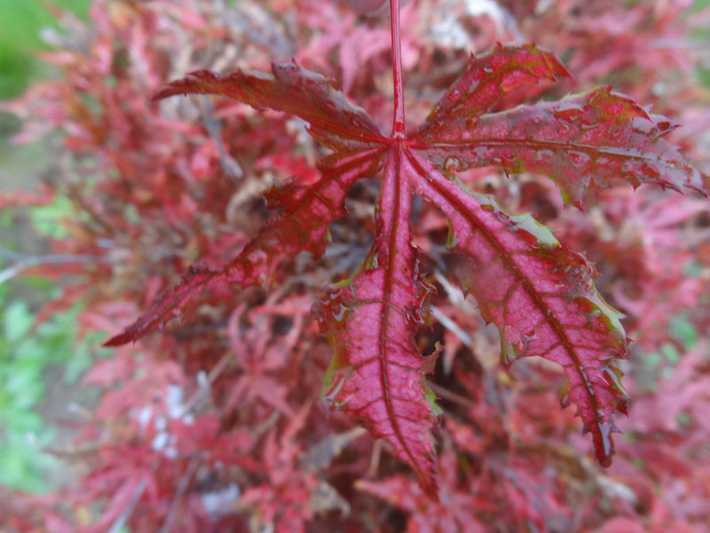 Acer palmatum 'Strawberry Spring' Reticulated Japanese Maple