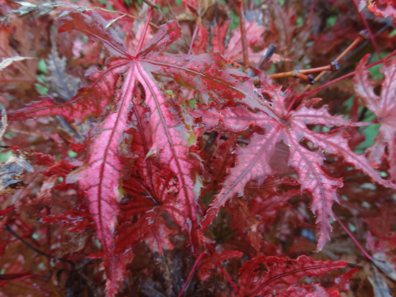 Acer palmatum 'Strawberry Spring' Reticulated Japanese Maple