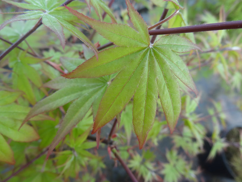 Acer palmatum 'Tiny Stars' Japanese Maple