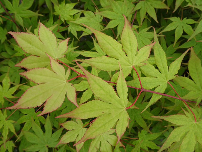 Acer palmatum 'Tiny Stars' Japanese Maple