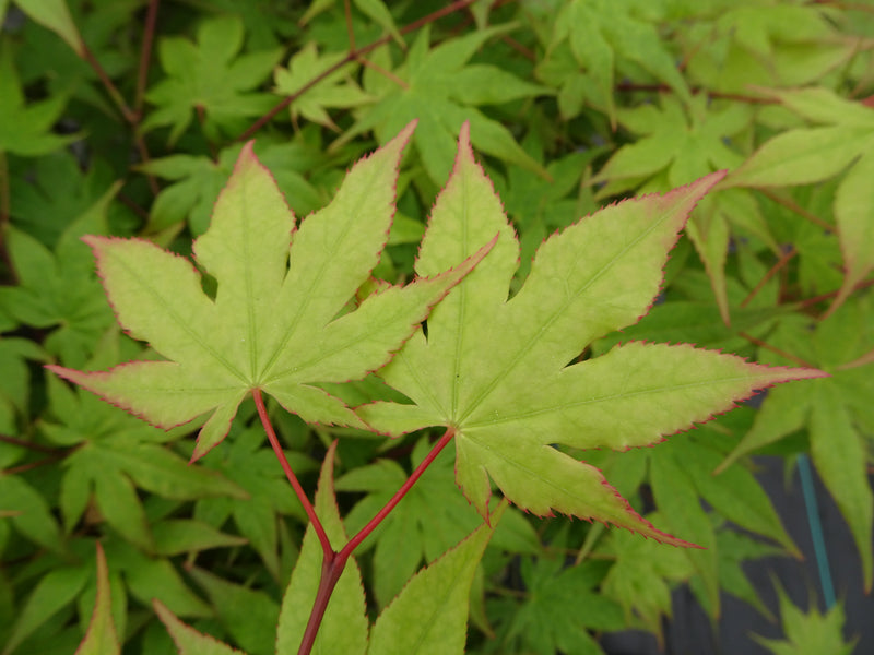 Acer palmatum 'Tiny Stars' Japanese Maple