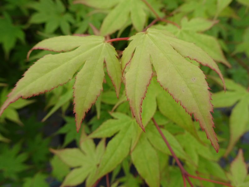 Acer palmatum 'Tiny Stars' Japanese Maple
