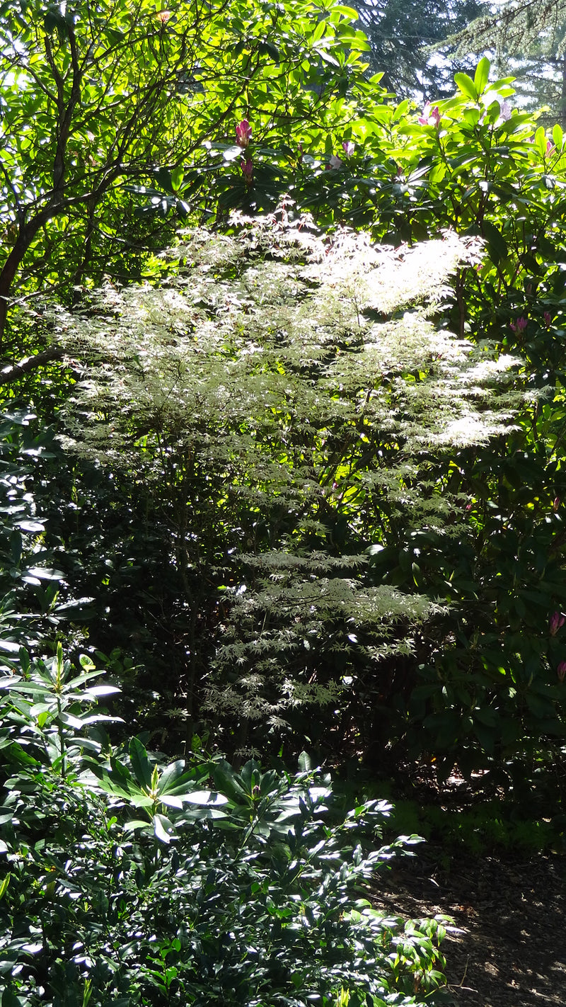 Acer palmatum 'Ukigumo' Floating Clouds Japanese Maple