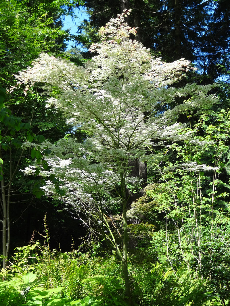 Acer palmatum 'Ukigumo' Floating Clouds Japanese Maple