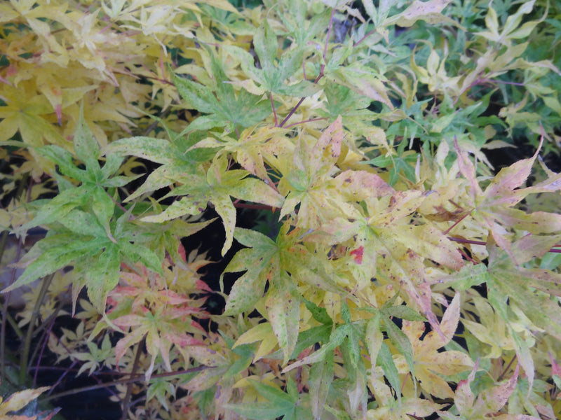 Acer palmatum 'Ukigumo' Floating Clouds Japanese Maple