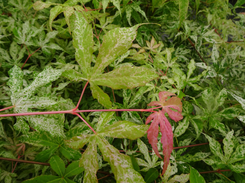 Acer palmatum 'Ukigumo' Floating Clouds Japanese Maple