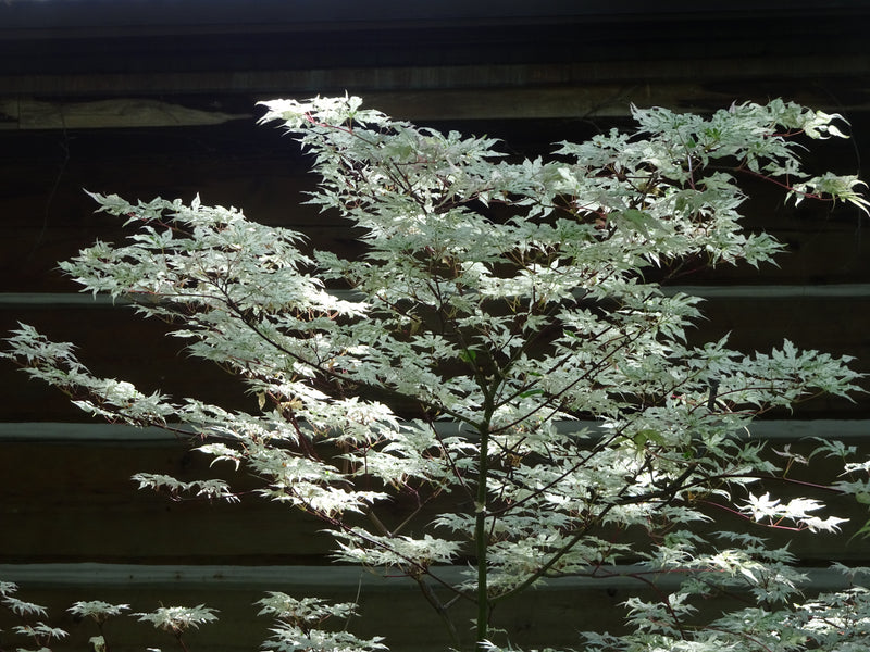 Acer palmatum 'Ukigumo' Floating Clouds Japanese Maple