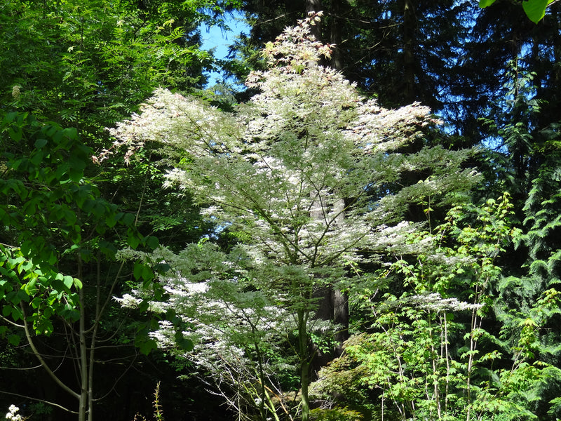 Acer palmatum 'Ukigumo' Floating Clouds Japanese Maple