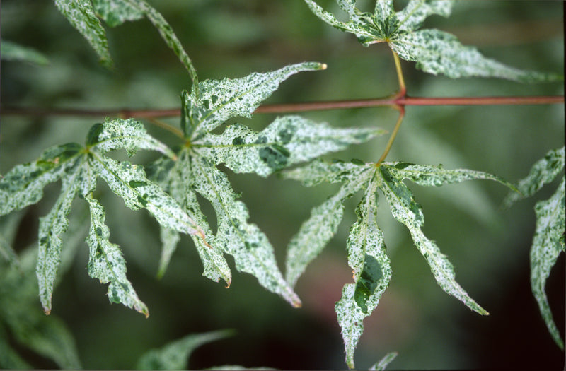 Acer palmatum 'Ukigumo' Floating Clouds Japanese Maple