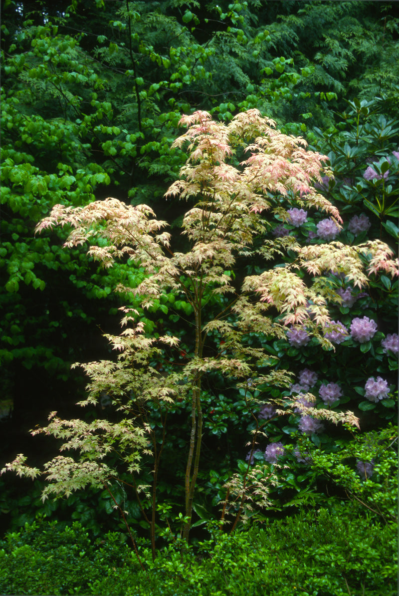 Acer palmatum 'Ukigumo' Floating Clouds Japanese Maple
