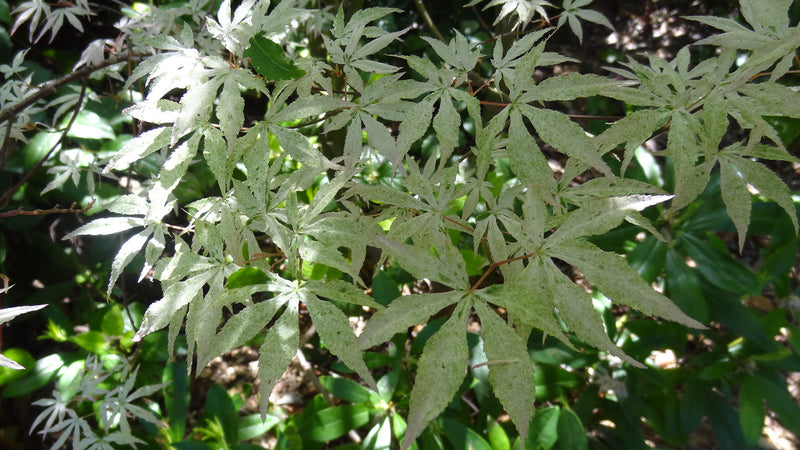 Acer palmatum 'Ukigumo' Floating Clouds Japanese Maple