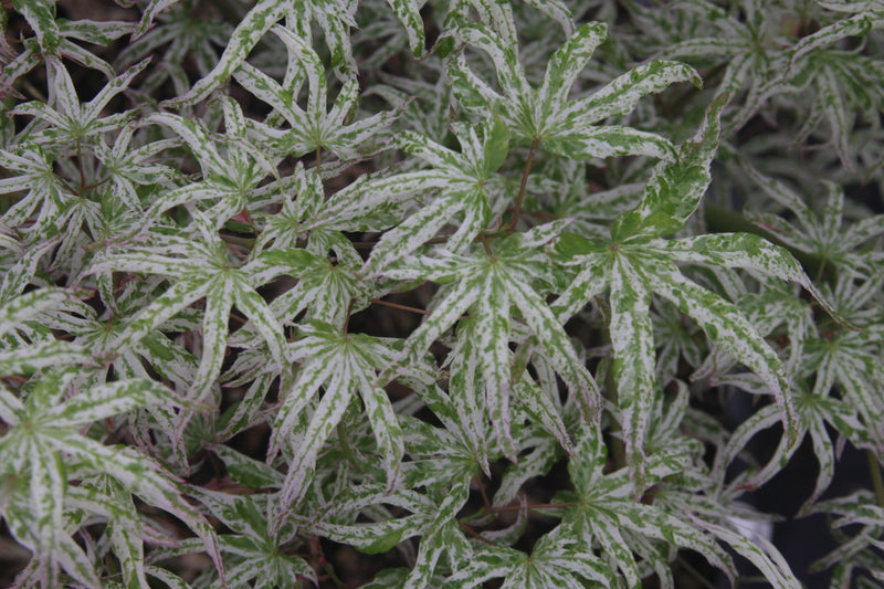 Acer palmatum 'Ukigumo' Floating Clouds Japanese Maple