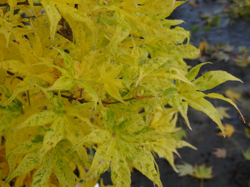 Acer palmatum 'Ukigumo' Floating Clouds Japanese Maple