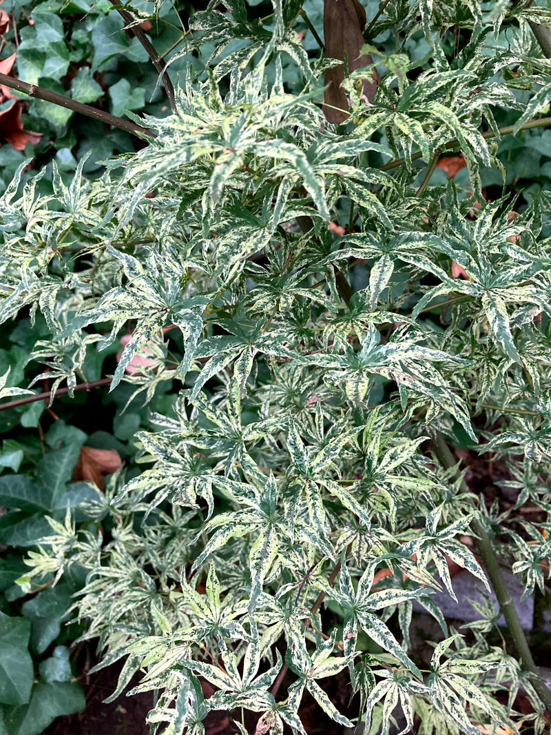 Acer palmatum 'Ukigumo' Floating Clouds Japanese Maple