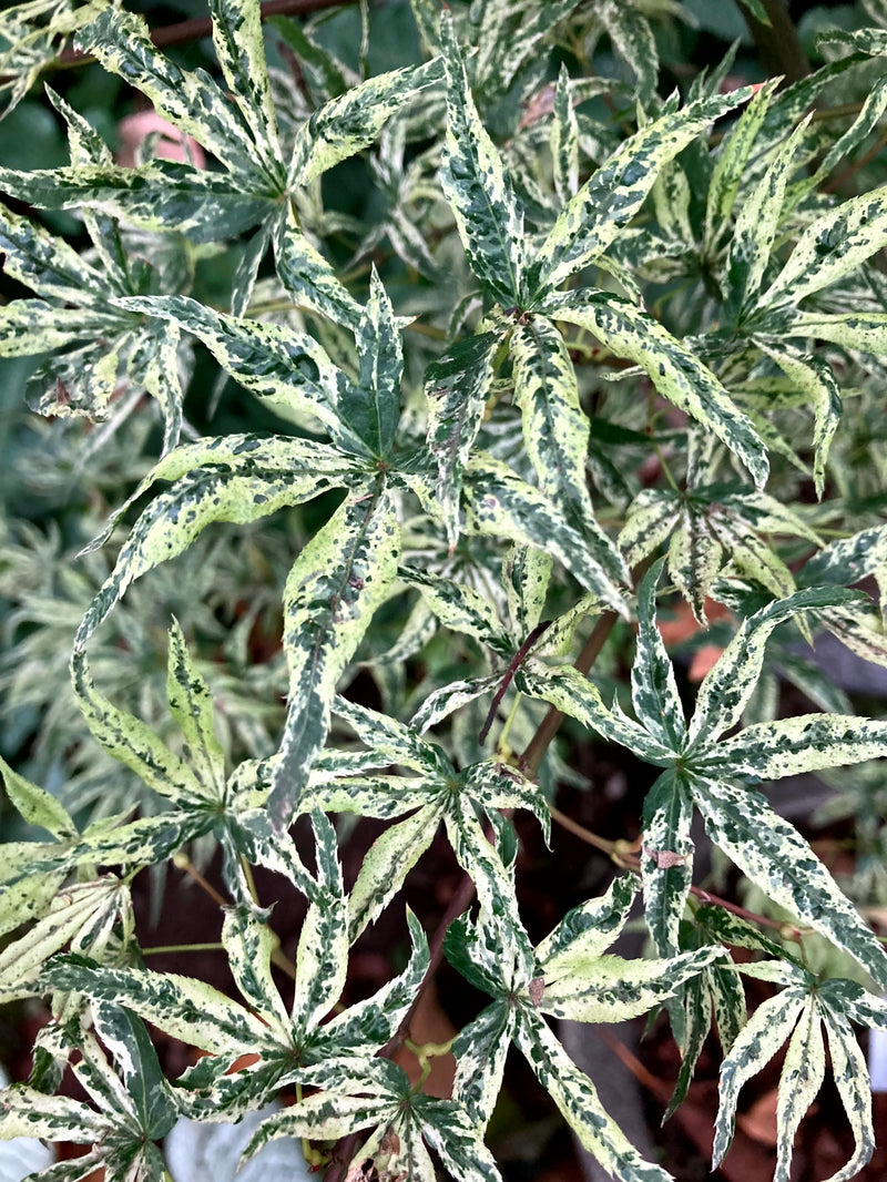 Acer palmatum 'Ukigumo' Floating Clouds Japanese Maple