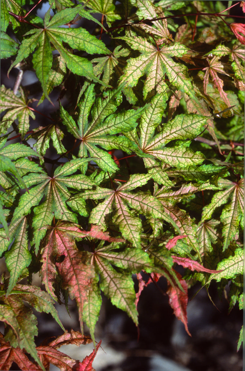 Acer palmatum 'Uncle Ghost' Japanese Maple