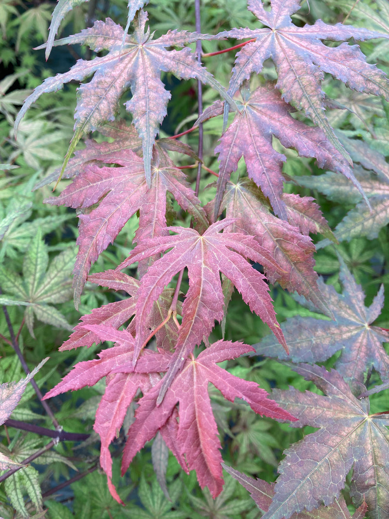 Acer palmatum 'Uncle Ghost' Japanese Maple