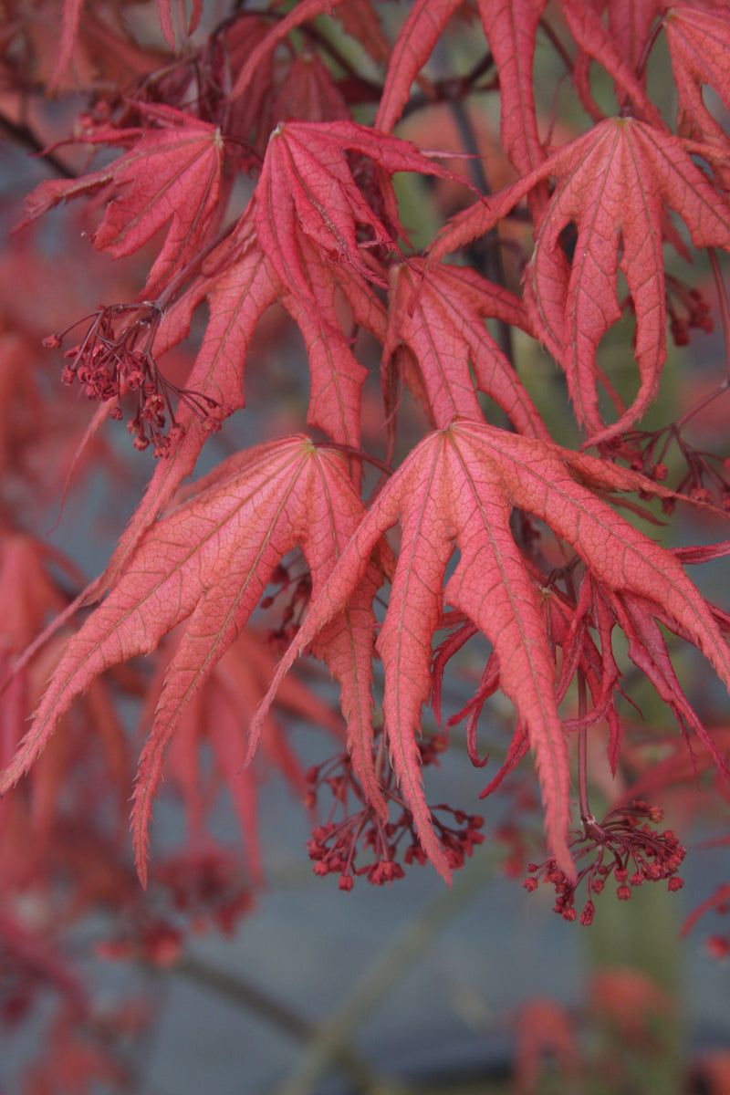 Acer palmatum 'Uncle Ghost' Japanese Maple