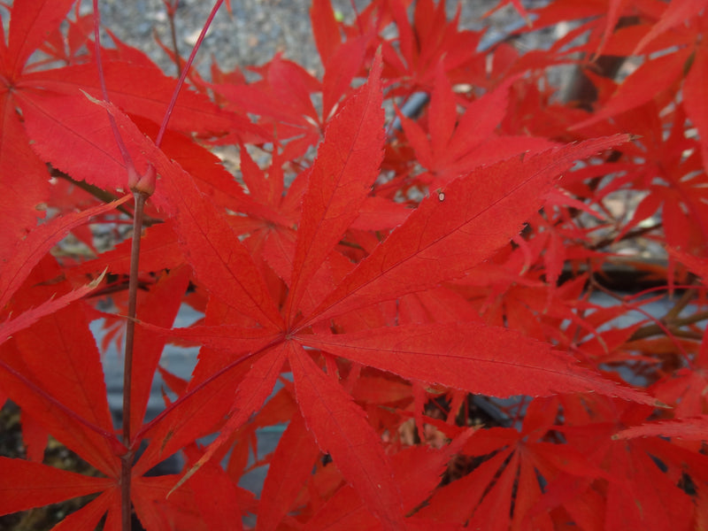 Acer palmatum 'Wakehurst Pink' Japanese Maple