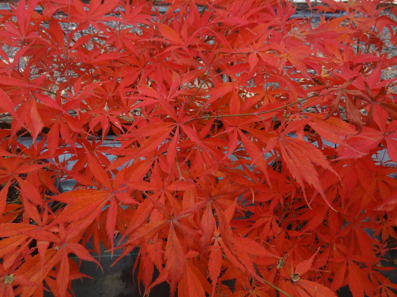 Acer palmatum 'Wakehurst Pink' Japanese Maple