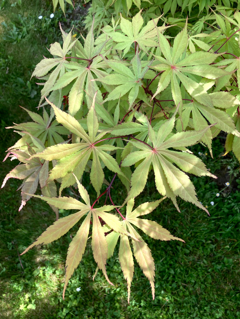 Acer palmatum 'Wakehurst Pink' Japanese Maple