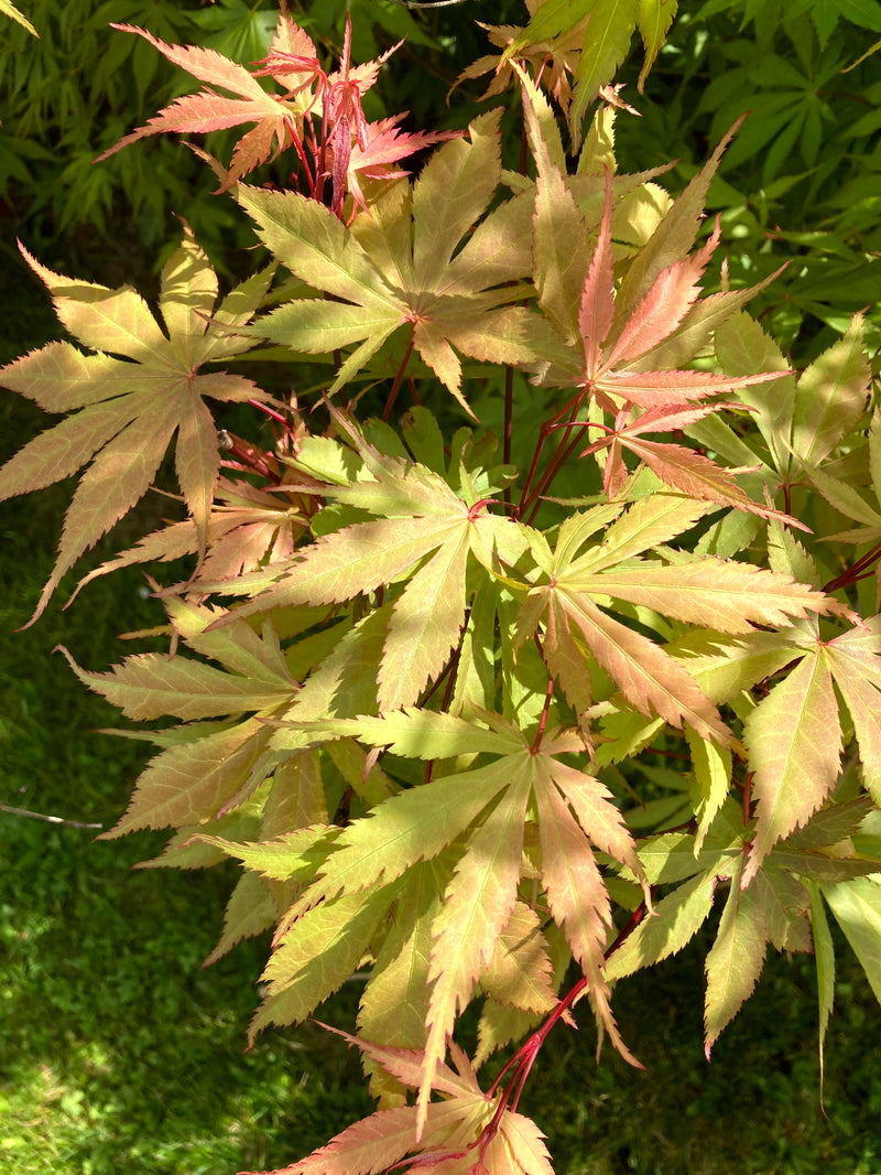 Acer palmatum 'Wakehurst Pink' Japanese Maple