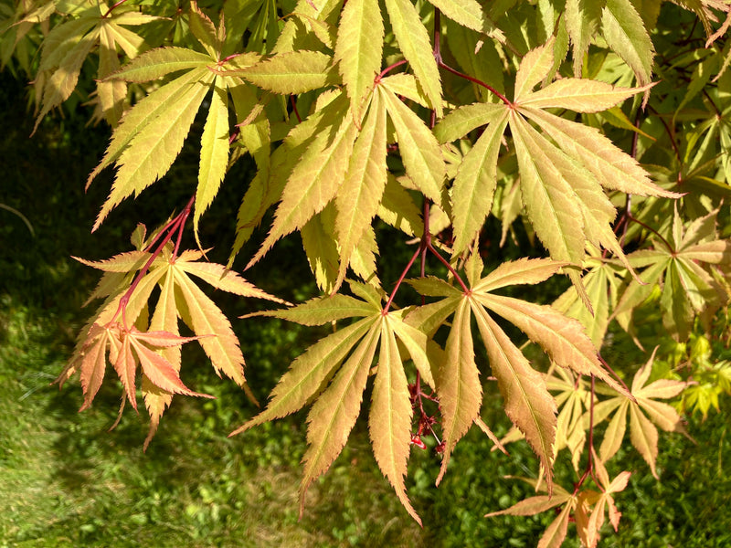 Acer palmatum 'Wakehurst Pink' Japanese Maple