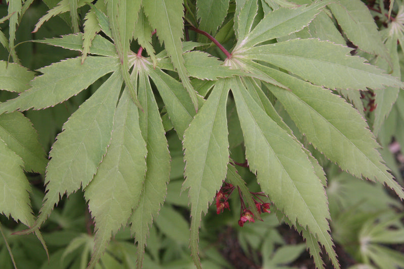 Acer palmatum 'Wakehurst Pink' Japanese Maple