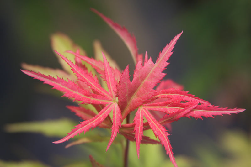 Acer palmatum 'Wakehurst Pink' Japanese Maple