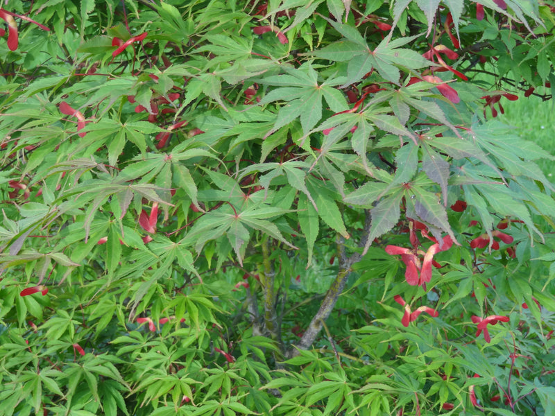 Acer palmatum 'Wakehurst Pink' Japanese Maple