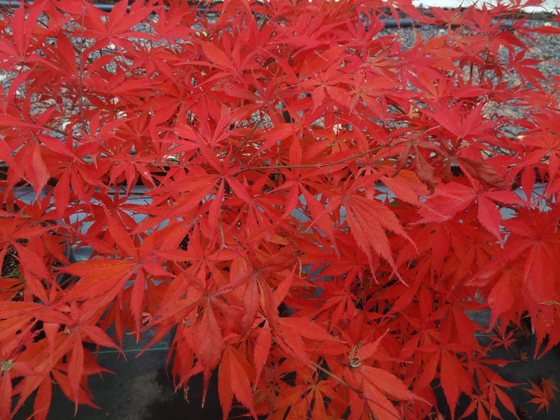 Acer palmatum 'Wakehurst Pink' Japanese Maple