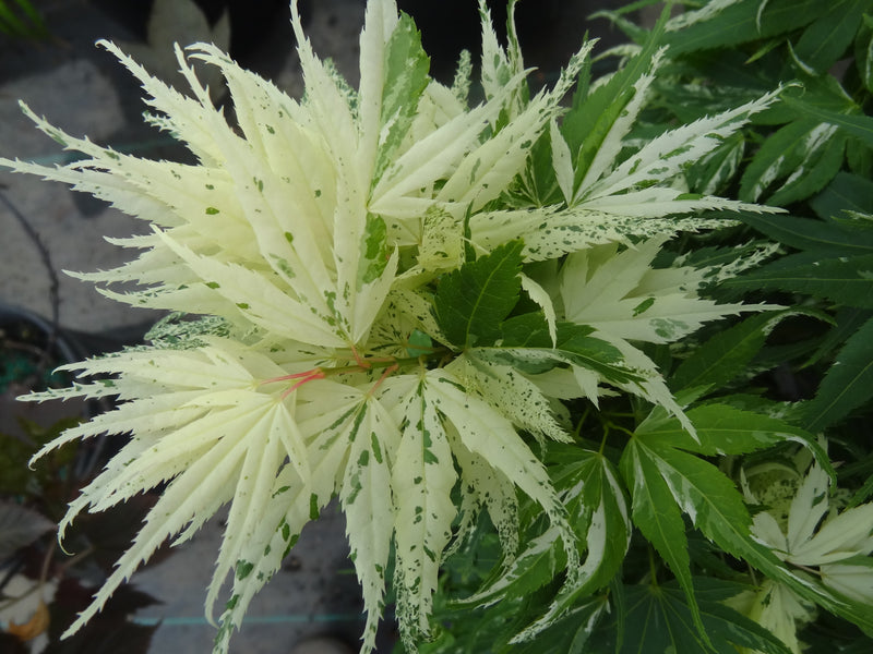 Acer palmatum 'Snow Kitten' Japanese Maple - LIMIT 1 PER HOUSEHOLD