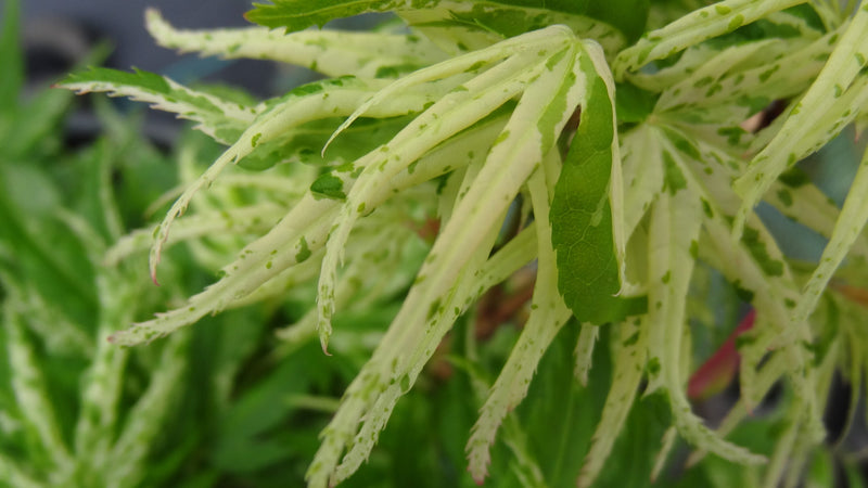 Acer palmatum 'Snow Kitten' Japanese Maple - LIMIT 1 PER HOUSEHOLD