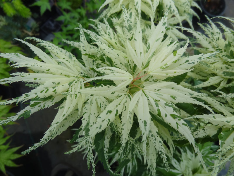 Acer palmatum 'Snow Kitten' Japanese Maple - LIMIT 1 PER HOUSEHOLD