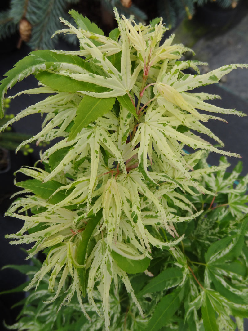 Acer palmatum 'Snow Kitten' Japanese Maple - LIMIT 1 PER HOUSEHOLD