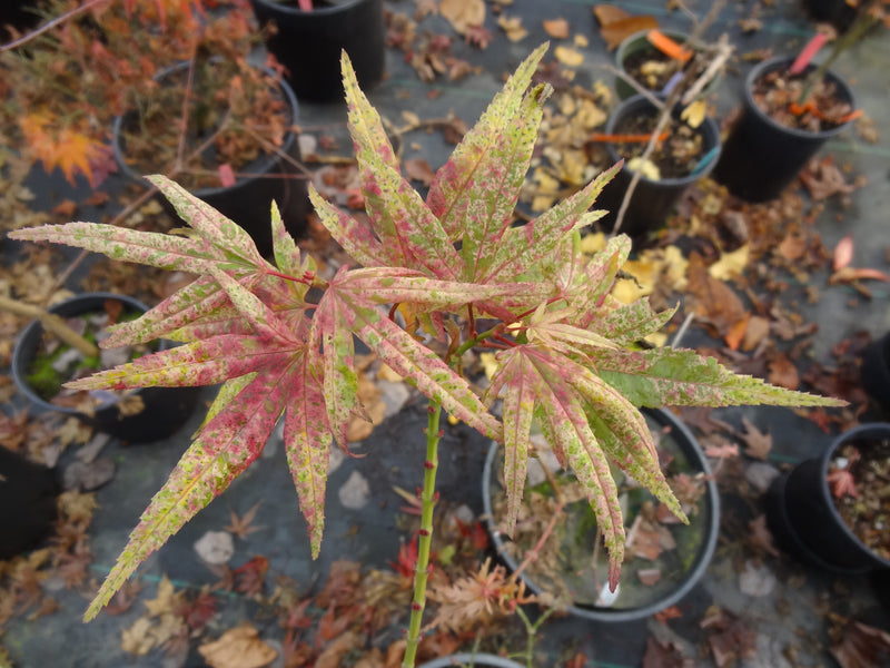 Acer palmatum 'Snow Kitten' Japanese Maple - LIMIT 1 PER HOUSEHOLD