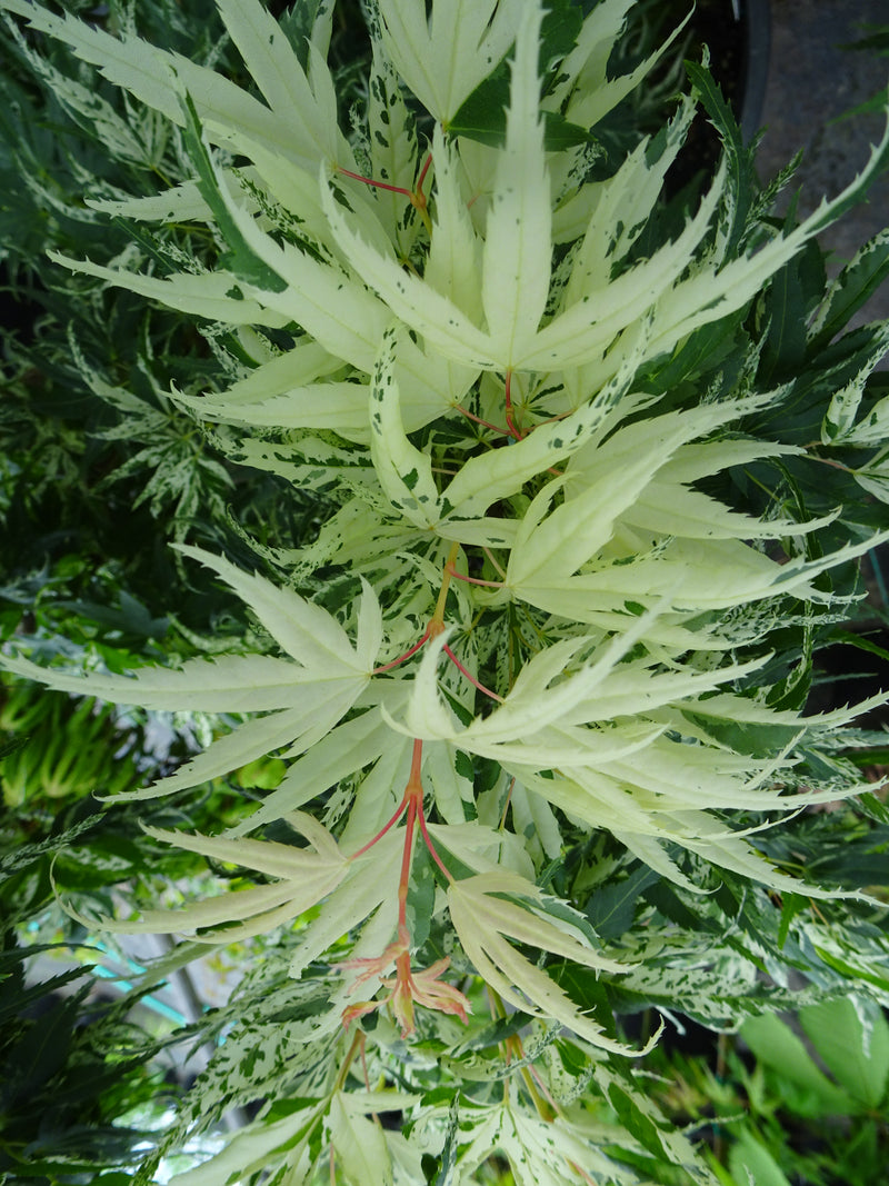 Acer palmatum 'Snow Kitten' Japanese Maple - LIMIT 1 PER HOUSEHOLD