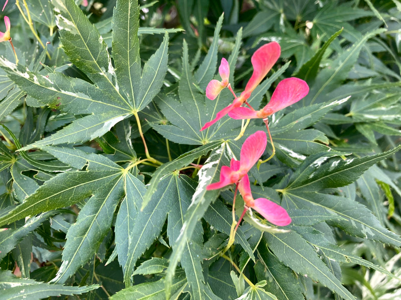 Acer palmatum 'Snow Kitten' Japanese Maple - LIMIT 1 PER HOUSEHOLD