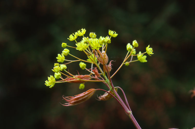 Acer platanoides 'Walderseei' Variegated Norway Maple