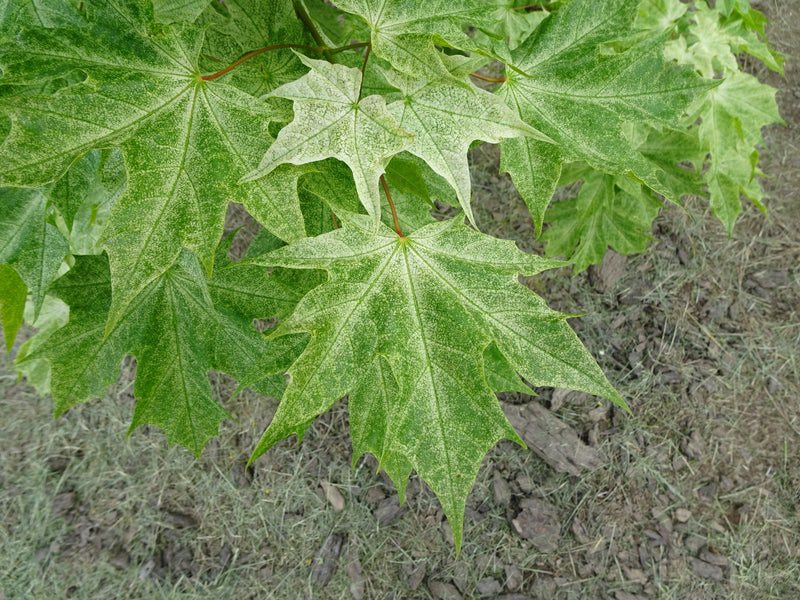 Acer platanoides 'Walderseei' Variegated Norway Maple