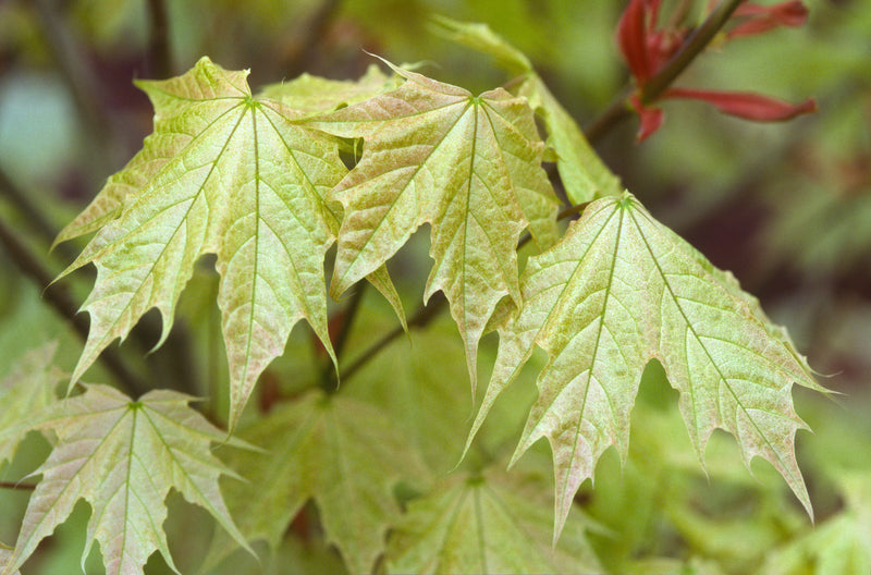 Acer platanoides 'Walderseei' Variegated Norway Maple