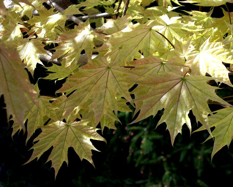 Acer platanoides 'Walderseei' Variegated Norway Maple