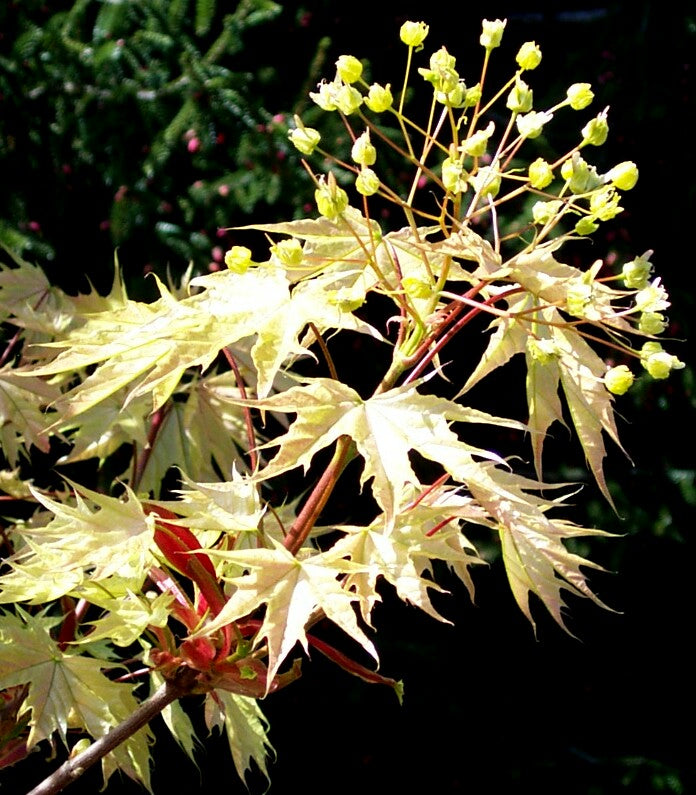 Acer platanoides 'Walderseei' Variegated Norway Maple