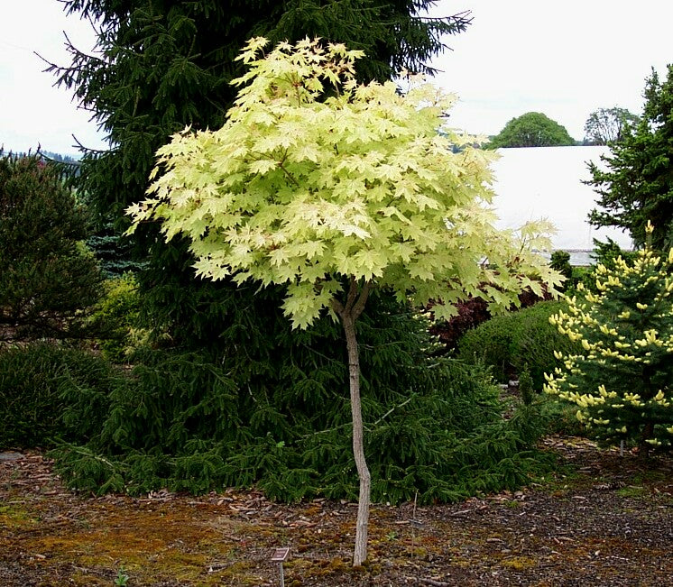 Acer platanoides 'Walderseei' Variegated Norway Maple