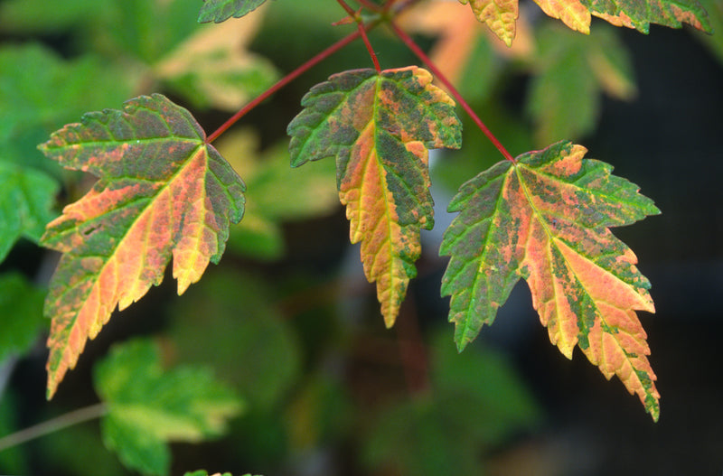 Acer palmatum 'Asayake' Dwarf Japanese Maple