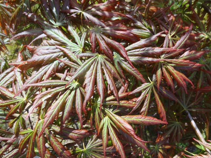 Acer shirasawanum 'Bronze Age' Japanese Maple