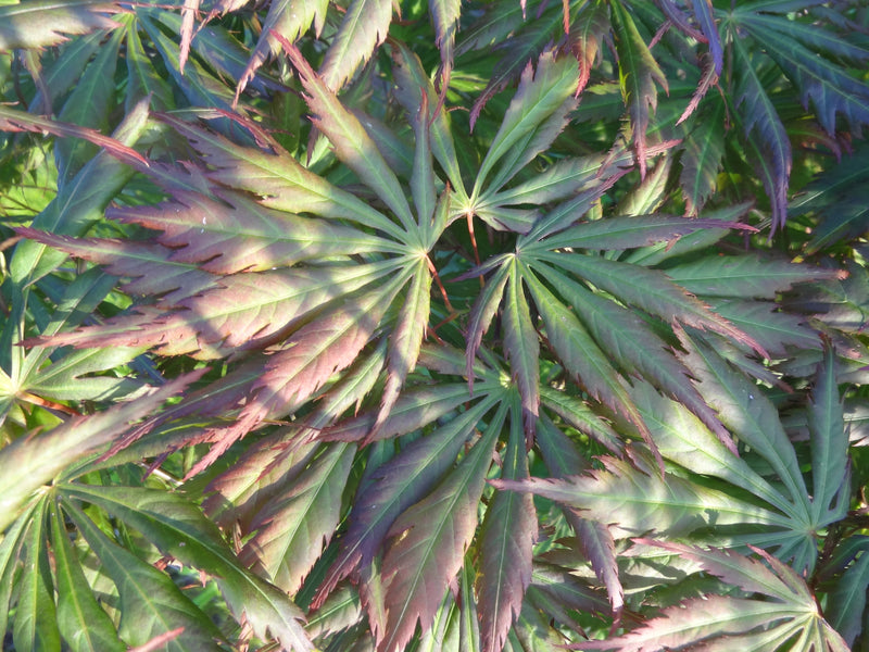 Acer shirasawanum 'Bronze Age' Japanese Maple