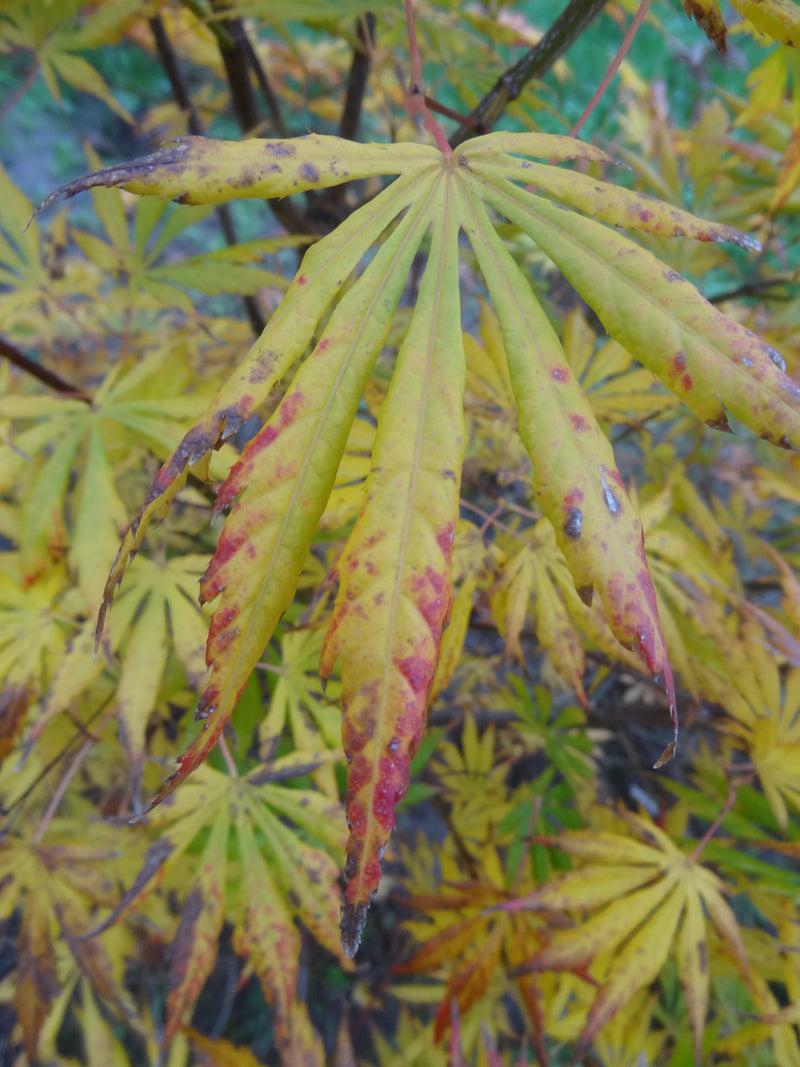 Acer shirasawanum 'Bronze Age' Japanese Maple