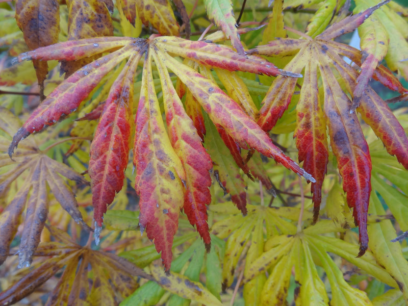 Acer shirasawanum 'Bronze Age' Japanese Maple